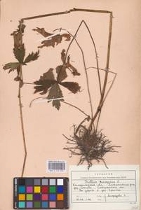 Trollius europaeus L., Eastern Europe, North-Western region (E2) (Russia)