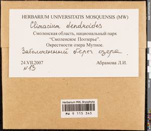 Climacium dendroides (Hedw.) F. Weber & D. Mohr, Bryophytes, Bryophytes - Middle Russia (B6) (Russia)