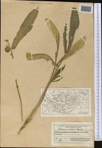 Falcaria vulgaris Bernh., Middle Asia, Syr-Darian deserts & Kyzylkum (M7) (Uzbekistan)