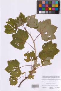 Ribes rubrum L., Eastern Europe, Moscow region (E4a) (Russia)