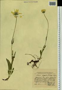 Arnica griscomii subsp. frigida (Iljin) S. J. Wolf, Siberia, Chukotka & Kamchatka (S7) (Russia)