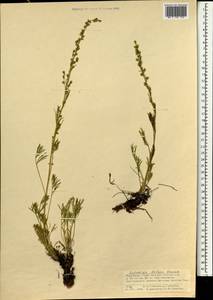 Artemisia dolosa Krasch., Mongolia (MONG) (Mongolia)