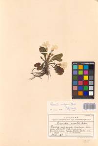 Primula vulgaris Huds., Caucasus, Black Sea Shore (from Novorossiysk to Adler) (K3) (Russia)