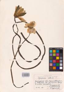 Nymphaea alba L., Eastern Europe, Northern region (E1) (Russia)