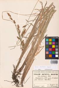 Carex hartmanii Cajander, Eastern Europe, Eastern region (E10) (Russia)
