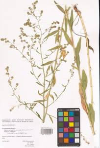 Lepidium latifolium L., Eastern Europe, Central forest-and-steppe region (E6) (Russia)