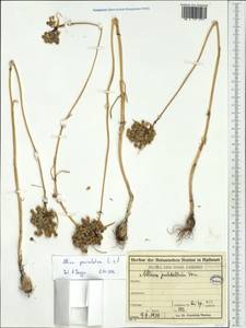 Allium paniculatum L., Western Europe (EUR) (Croatia)
