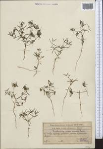 Euphorbia inderiensis Less. ex Kar. & Kir., Middle Asia, Western Tian Shan & Karatau (M3) (Kazakhstan)