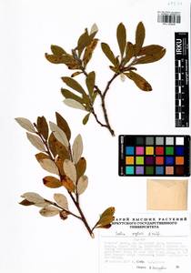 Salix krylovii E. Wolf, Siberia, Baikal & Transbaikal region (S4) (Russia)