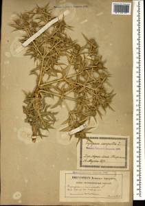 Eryngium campestre L., Caucasus, Georgia (K4) (Georgia)