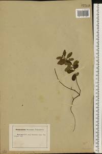 Vaccinium vitis-idaea L., Eastern Europe, Central forest-and-steppe region (E6) (Russia)
