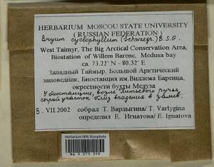 Ptychostomum cyclophyllum (Schwägr.) J.R. Spence, Bryophytes, Bryophytes - Krasnoyarsk Krai, Tyva & Khakassia (B17) (Russia)