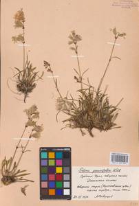 Silene chamarensis Turcz., Eastern Europe, Eastern region (E10) (Russia)