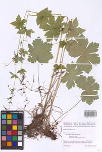 Geranium phaeum L., Eastern Europe, Western region (E3) (Russia)