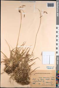 Carex stenocarpa Turcz. ex V.I.Krecz., Mongolia (MONG) (Mongolia)
