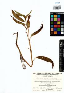 Persicaria amphibia (L.) Gray, Siberia, Baikal & Transbaikal region (S4) (Russia)