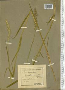 Phalaris arundinacea L., Siberia, Baikal & Transbaikal region (S4) (Russia)