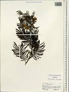 Acacia, South Asia, South Asia (Asia outside ex-Soviet states and Mongolia) (ASIA) (India)
