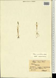 Phleum paniculatum Huds., Crimea (KRYM) (Russia)