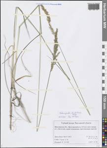 Calamagrostis stricta (Timm) Koeler, Eastern Europe, Central forest region (E5) (Russia)