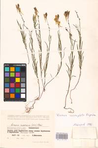 MHA 0 159 273, Linaria macroura (M. Bieb.) M. Bieb., Eastern Europe, Lower Volga region (E9) (Russia)