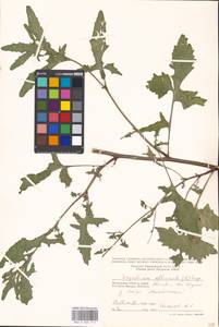 Sisymbrium officinale (L.) Scop., Eastern Europe, Moscow region (E4a) (Russia)