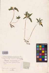 Anemone ranunculoides L., Eastern Europe, North Ukrainian region (E11) (Ukraine)
