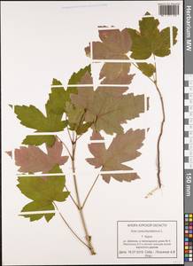 Acer pseudoplatanus L., Eastern Europe, Central forest-and-steppe region (E6) (Russia)