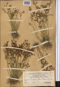 Juncus articulatus L., Middle Asia, Western Tian Shan & Karatau (M3) (Kazakhstan)