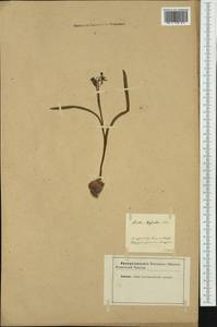Scilla bifolia L., Western Europe (EUR) (Not classified)