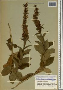 Asyneuma campanuloides (M.Bieb. ex Sims) Bornm., Caucasus, Stavropol Krai, Karachay-Cherkessia & Kabardino-Balkaria (K1b) (Russia)