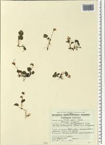 Viola epipsila subsp. repens (Turcz.) W.Becker, Siberia, Chukotka & Kamchatka (S7) (Russia)
