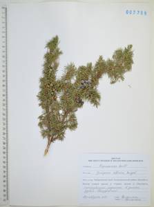 Juniperus communis var. saxatilis Pall., Siberia, Russian Far East (S6) (Russia)