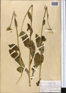 Doronicum oblongifolium A. DC., Middle Asia, Dzungarian Alatau & Tarbagatai (M5) (Kazakhstan)