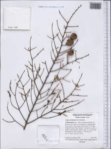 Tsuga canadensis (L.) Carrière, America (AMER) (United States)