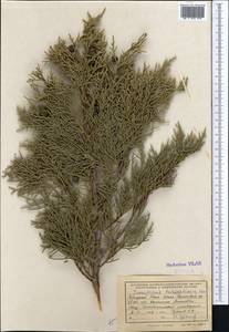 Juniperus pseudosabina Fisch. & C.A.Mey., Middle Asia, Western Tian Shan & Karatau (M3) (Kazakhstan)