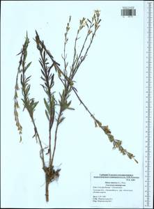 Silene tatarica (L.) Pers., Eastern Europe, Central region (E4) (Russia)