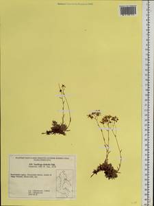 Saxifraga bronchialis subsp. bronchialis, Siberia, Chukotka & Kamchatka (S7) (Russia)
