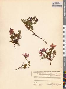 Rhododendron camtschaticum Pall., Siberia, Chukotka & Kamchatka (S7) (Russia)