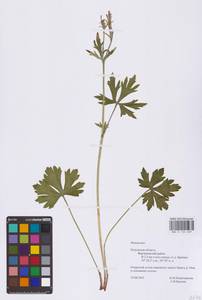 Ranunculus, Eastern Europe, Central region (E4) (Russia)