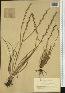 Asphodelus fistulosus L., Western Europe (EUR) (Italy)