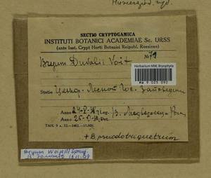 Ptychostomum weigelii (Biehler) J.R. Spence, Bryophytes, Bryophytes - Middle Russia (B6) (Russia)