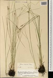 Juncus orchonicus Novikov, Mongolia (MONG) (Mongolia)