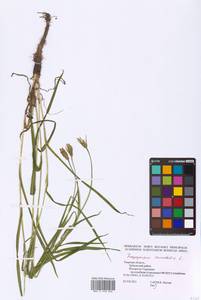 Tragopogon orientalis L., Eastern Europe, North-Western region (E2) (Russia)