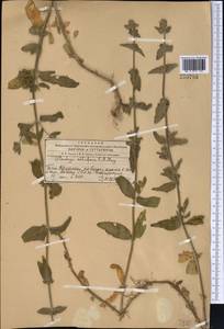 Stachys setifera C.A.Mey., Middle Asia, Western Tian Shan & Karatau (M3) (Kazakhstan)