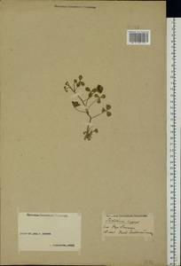 Trifolium repens L., Eastern Europe, Volga-Kama region (E7) (Russia)