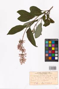 Syringa josikaea J.Jacq. ex Rchb., Eastern Europe, Moscow region (E4a) (Russia)