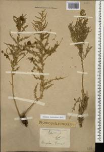 Nitrosalsola dendroides (Pall.) Theodorova, Caucasus, Dagestan (K2) (Russia)