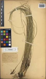 Stipa zalesskii Wilensky, Eastern Europe, Central forest-and-steppe region (E6) (Russia)
