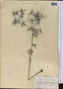 Eryngium caucasicum Trautv., Middle Asia, Kopet Dag, Badkhyz, Small & Great Balkhan (M1) (Turkmenistan)